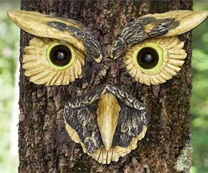 Owl Tree Face with Eyes and Beak